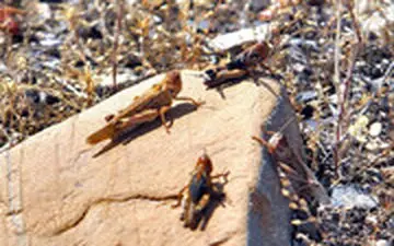 حمله هولناک ملخ ها در بوشهر