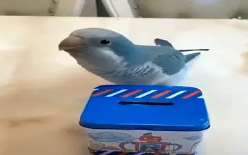 
نقش بازی کردن‌های دیدنی یک قناری + فیلم