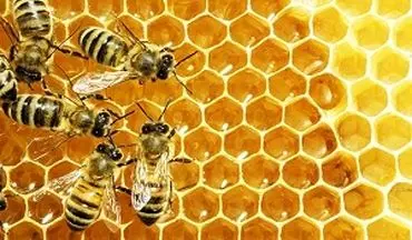 توانایی های شگفت انگیز زنبور عسل + فیلم 