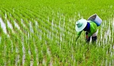  ممنوعیت های کشت برنج خارج از استان‌های گیلان و مازندران