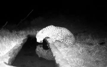 تصویر پلنگ تازه شناسایی شده در دماوند به ثبت رسید