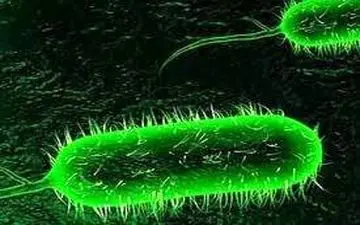 
 یک مورد ابتلا به "وبا" در کرمانشاه شناسایی شد