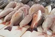 قیمت انواع ماهی در ۱۶ بهمن ۱۴۰۴؛ بازار آبزیان دوباره نوسان داشت