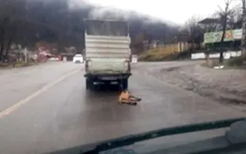 حیوان آزاری توسط راننده پیکان وانت! + فیلم