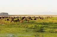 ورود دام اهلی به پارک ملی دریاچه ارومیه ممنوع است
