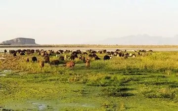ورود دام اهلی به پارک ملی دریاچه ارومیه ممنوع است