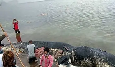 مرگ نهنگی که ۶ کیلو پلاستیک خورد! + فیلم 