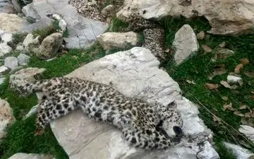 بقایایی از لاشه یک پلنگ پوست‌کنده شده در غرب گیلان کشف شد