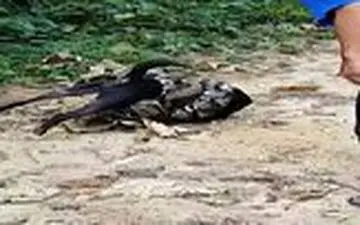 نجات یک سگ از بلعیده شدن توسط مار پیتون