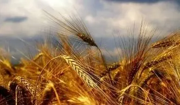 عرضه محصولات کشاورزی در بورس کالا عاملی برای شفافیت قیمت