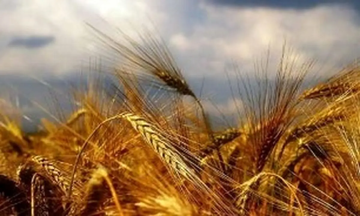 عرضه محصولات کشاورزی در بورس کالا عاملی برای شفافیت قیمت