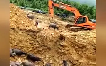 فیلم لحظه دردناک زنده به گور کردن گاوهای وحشی