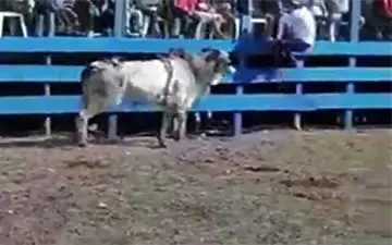 حرکت حرفه‌ای گاو وحشی برای جبران اذیت‌های گاوباز + فیلم
