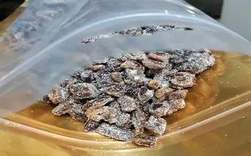 
قاچاقچی با ۵۲ کیلو شیشه در پوشش خرما زمین‌گیر شد
