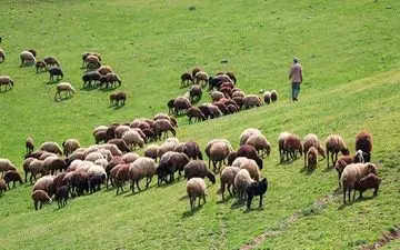 حمله یک قلاده گرگ به دام‌های عشایر اسفراین