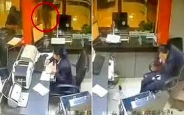 سقوط یک گربه ولگرد بانک را بهم ریخت! +فیلم 