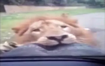 حمله عجیب شیر نر به خودروی گردشگران + فیلم