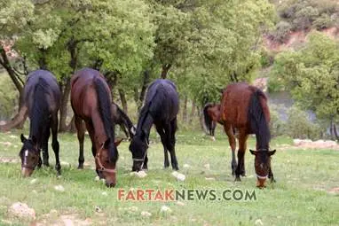 محسن عباسی‌فرد- ایرج الیاسی دالاهو