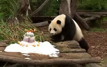  جشن تولد پاندای ۱۱۰ کیلویی در باغ وحش برلین