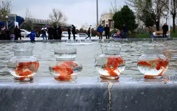 هشدار در خصوص آزادسازی ماهی قرمز در آب های آزاد