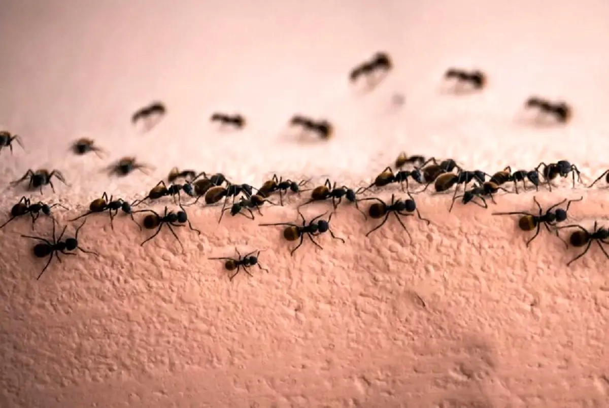 مورچه‌ها را به خانه‌تان راه ندهید: روش‌های جدید و فوری برای دور کردن مورچه‌ها