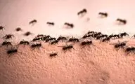 مورچه‌ها را به خانه‌تان راه ندهید: روش‌های جدید و فوری برای دور کردن مورچه‌ها