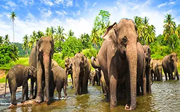 خسارت ناشی از حمله فیل‌ها به یک روستا + فیلم