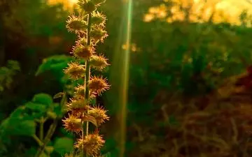 
علف هرز قاتل که پوست شما را جوان می‌کند