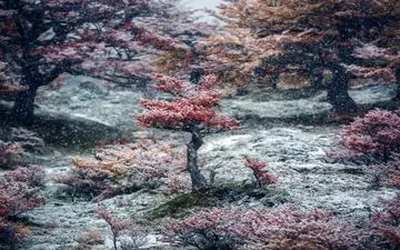  عکس منتخب نشنال جئوگرافیک | باغ اسرارآمیز