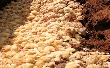 ادامه کشتار جوجه ها به رغم هشدارها / فیلم بسیار ناراحت کننده