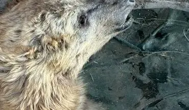 تلاش‌ها برای نجات خرس قهوه‌ای زخمی مرودشت بی‌ثمر ماند