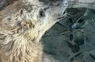 تلاش‌ها برای نجات خرس قهوه‌ای زخمی مرودشت بی‌ثمر ماند