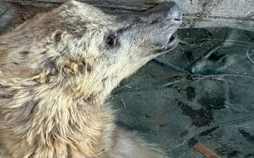 تلاش‌ها برای نجات خرس قهوه‌ای زخمی مرودشت بی‌ثمر ماند