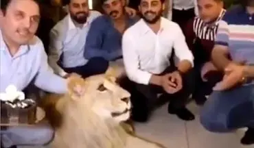 بلایی که صاحب بی‌وجدان سر شیر بیچاره آورد!