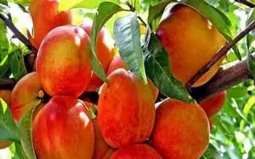 آشنایی با خواص هلو