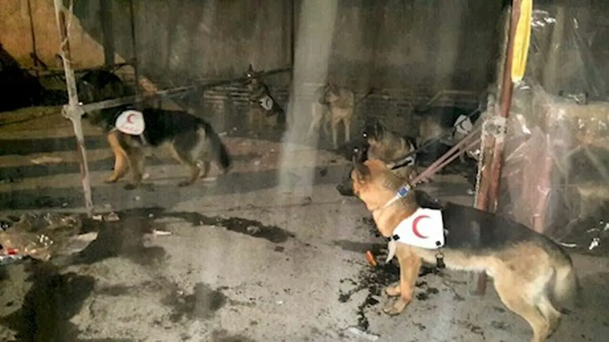 عملیات 12 سگ زنده یاب هنوز نتیجه نداده است 