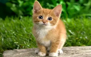 گربه‌ها، باهوش‌تر از آنچه فکر می‌کنیم!