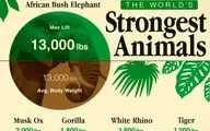 کدام جانوران بیشترین قدرت فیزیکی را دارند؟ + مقایسه با توان انسان