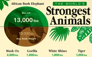 کدام جانوران بیشترین قدرت فیزیکی را دارند؟ + مقایسه با توان انسان