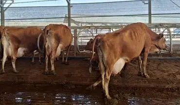 
توقیف محموله ۱۰ میلیاردی دام قاچاق در کنگاور
