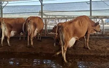 
توقیف محموله ۱۰ میلیاردی دام قاچاق در کنگاور
