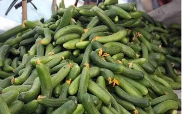 محدود شدن صادرات محصولات جالیزی