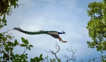 عکس منتخب نشنال جئوگرافیک | پرواز طاووس