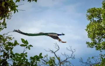 عکس منتخب نشنال جئوگرافیک | پرواز طاووس