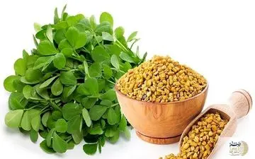 این گیاه معجزه ای برای دیابتی ها
