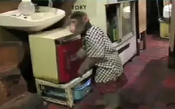  گارسونی یک میمون در کافی شاپ!