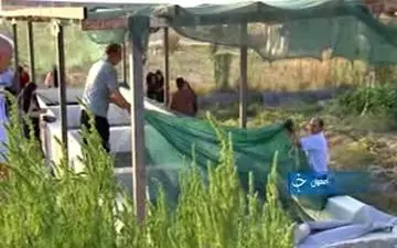 پرورش جلبک دریایی برای نخستین بار درکشور + فیلم 