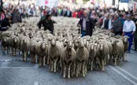 رژه گوسفندان در خیابان‌های مادرید!