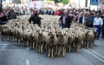 رژه گوسفندان در خیابان‌های مادرید!