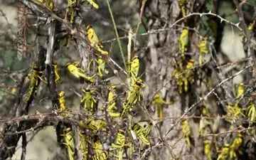 ریزش جدید ملخ‌ها طی چند روز آینده
